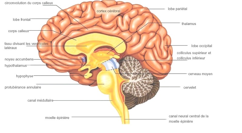 Neurologie Tunisie
